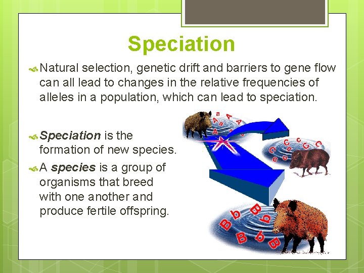 Speciation Natural selection, genetic drift and barriers to gene flow can all lead to