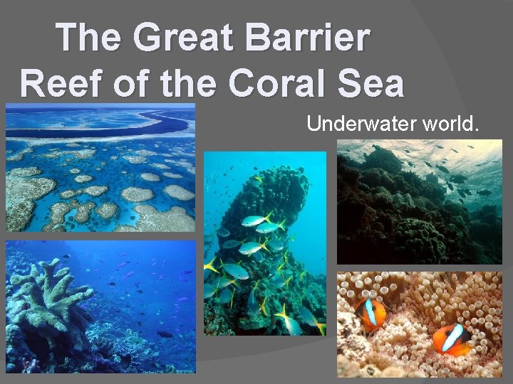 The Great Barrier Reef of the Coral Sea Underwater world. 