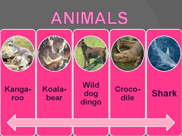 ANIMALS Kangaroo Koalabear Wild dog dingo Crocodile Shark 