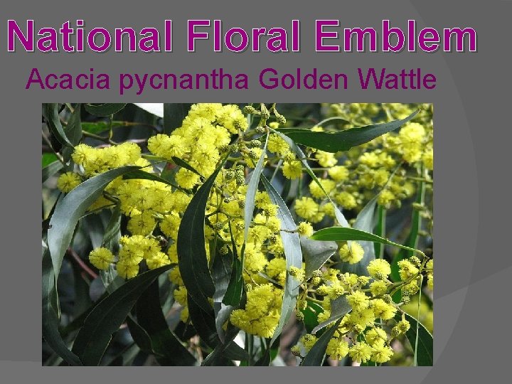 National Floral Emblem Acacia pycnantha Golden Wattle 