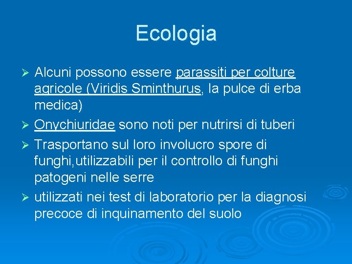 Ecologia Alcuni possono essere parassiti per colture agricole (Viridis Sminthurus, la pulce di erba