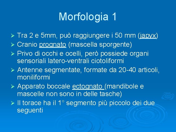 Morfologia 1 Tra 2 e 5 mm, può raggiungere i 50 mm (japyx) Ø