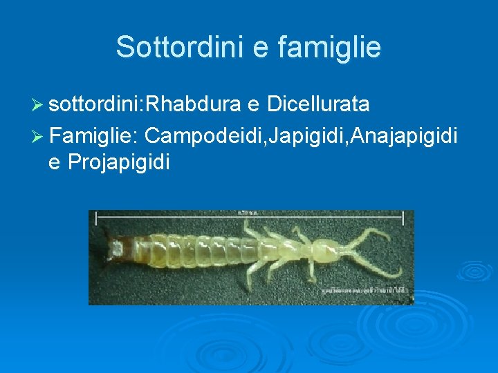 Sottordini e famiglie Ø sottordini: Rhabdura e Dicellurata Ø Famiglie: Campodeidi, Japigidi, Anajapigidi e
