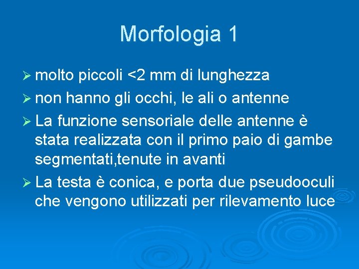 Morfologia 1 Ø molto piccoli <2 mm di lunghezza Ø non hanno gli occhi,