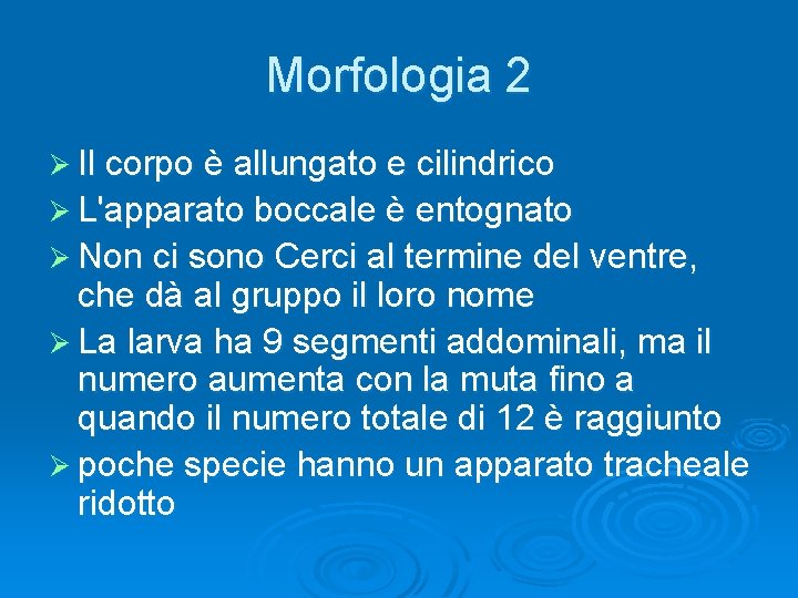 Morfologia 2 Ø Il corpo è allungato e cilindrico Ø L'apparato boccale è entognato