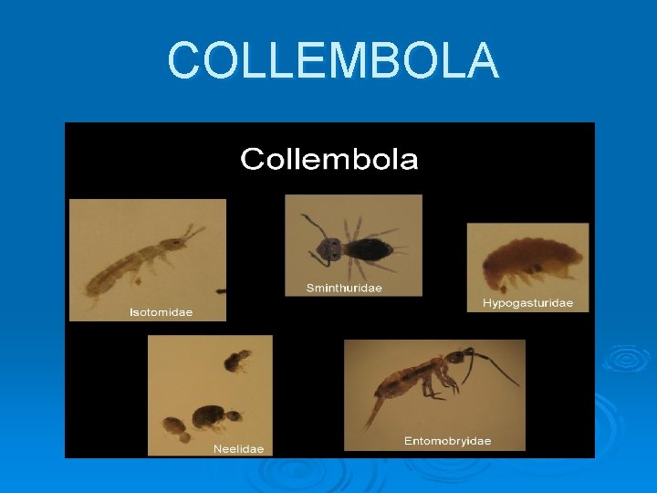 COLLEMBOLA 