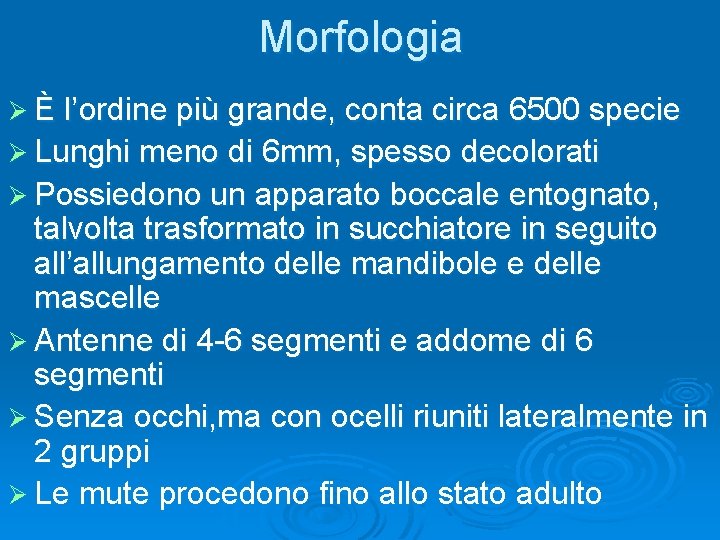 Morfologia Ø È l’ordine più grande, conta circa 6500 specie Ø Lunghi meno di