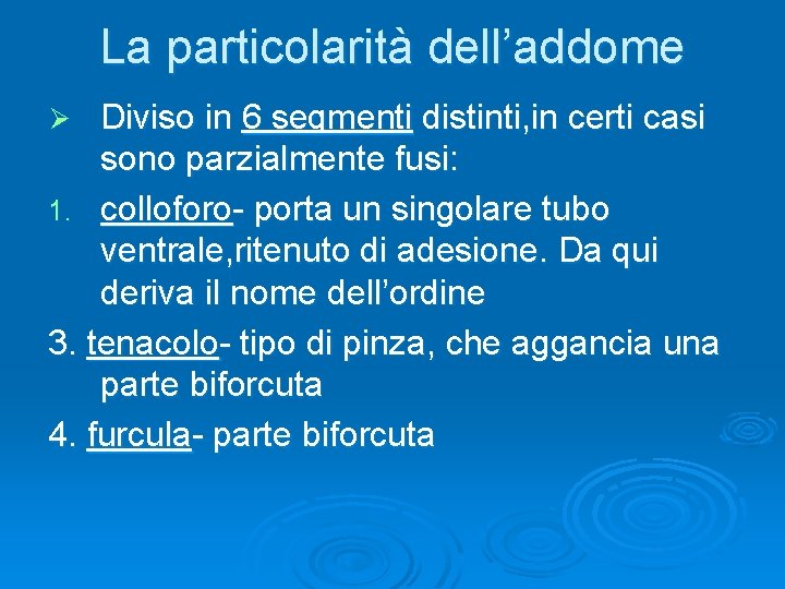 La particolarità dell’addome Diviso in 6 segmenti distinti, in certi casi sono parzialmente fusi: