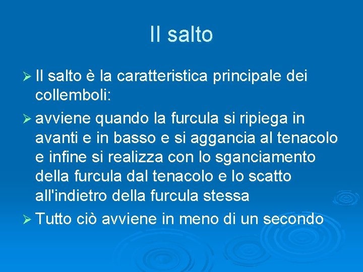 Il salto Ø Il salto è la caratteristica principale dei collemboli: Ø avviene quando