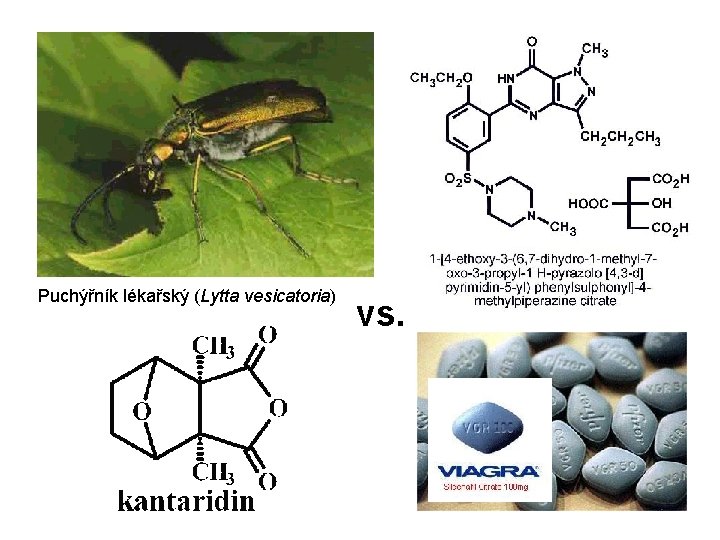 Puchýřník lékařský (Lytta vesicatoria) vs. 