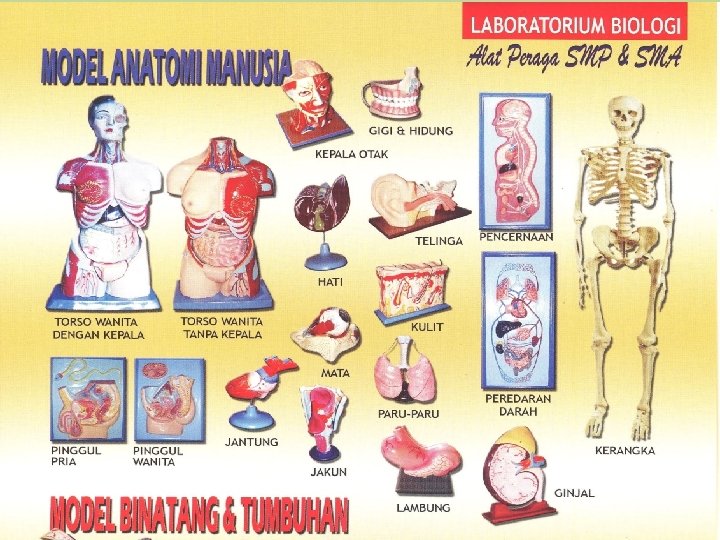 CONTOH PERALATAN LABORATORIUM IPA 5/24/2021 PSD 355 -PPIPA-TM 7 -PGSD_UEU-2016 24 