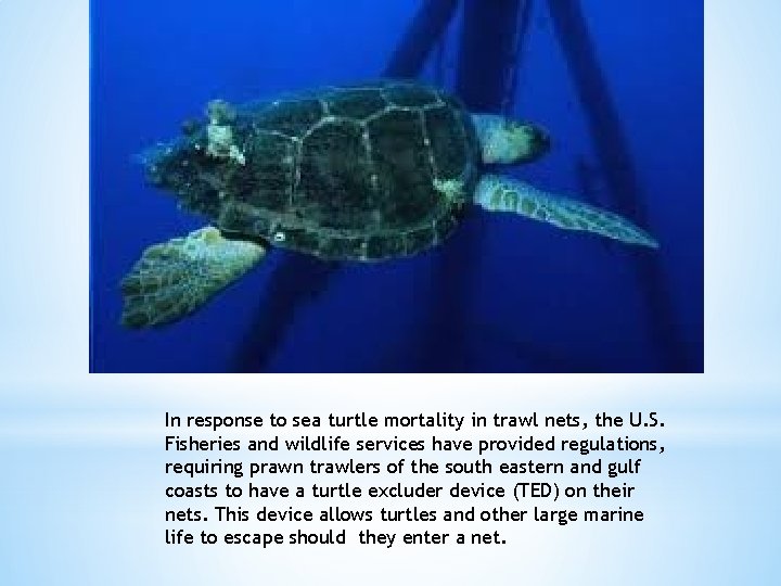 In response to sea turtle mortality in trawl nets, the U. S. Fisheries and