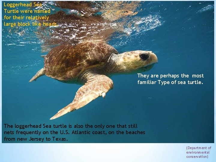 Loggerhead Sea Turtle were named for their relatively large block like heads. They are