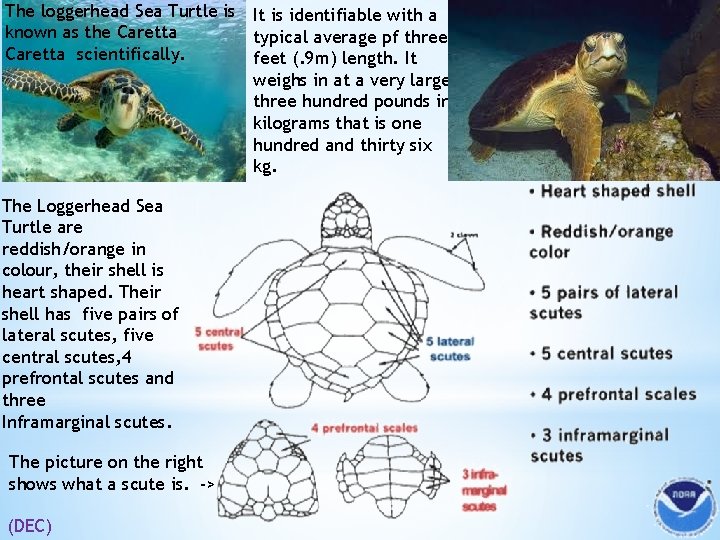 The loggerhead Sea Turtle is It is identifiable with a known as the Caretta