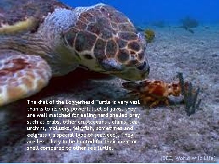 The diet of the Loggerhead Turtle is very vast thanks to its very powerful