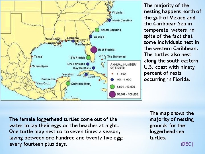 The majority of the nesting happens north of the gulf of Mexico and the