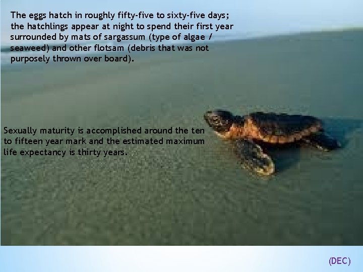 The eggs hatch in roughly fifty-five to sixty-five days; the hatchlings appear at night