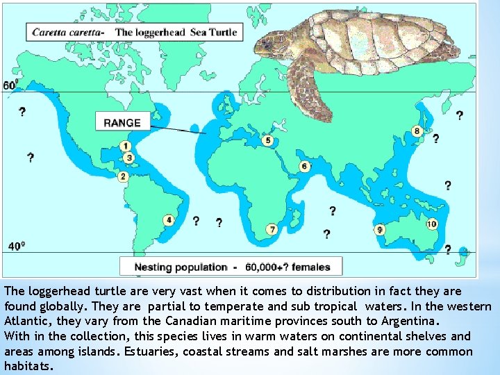 The loggerhead turtle are very vast when it comes to distribution in fact they