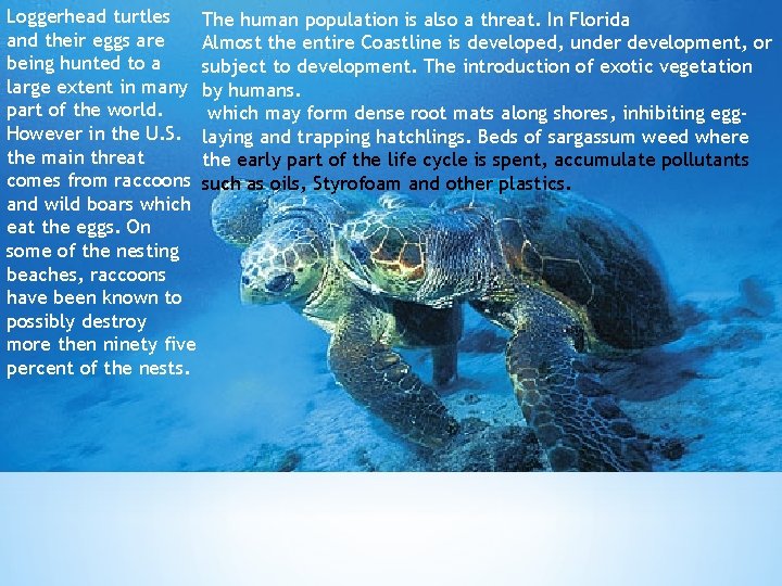 Loggerhead turtles The human population is also a threat. In Florida and their eggs