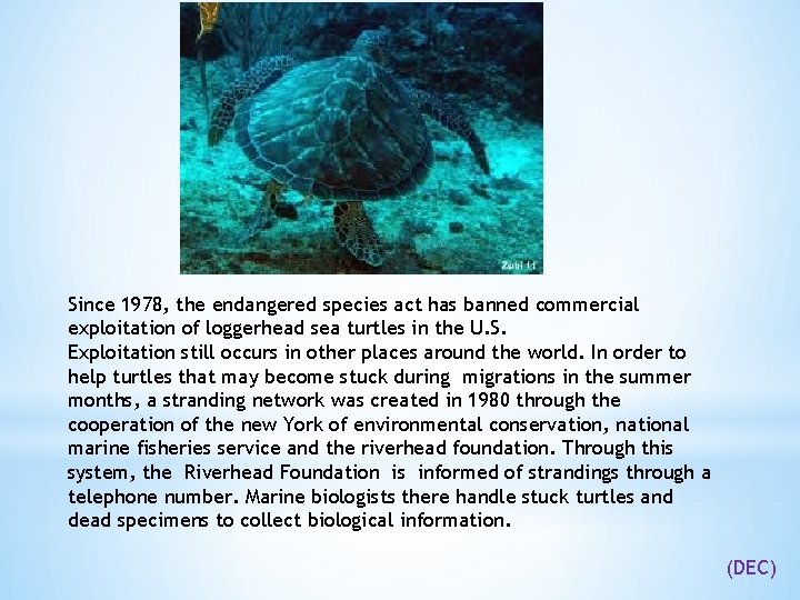 Since 1978, the endangered species act has banned commercial exploitation of loggerhead sea turtles