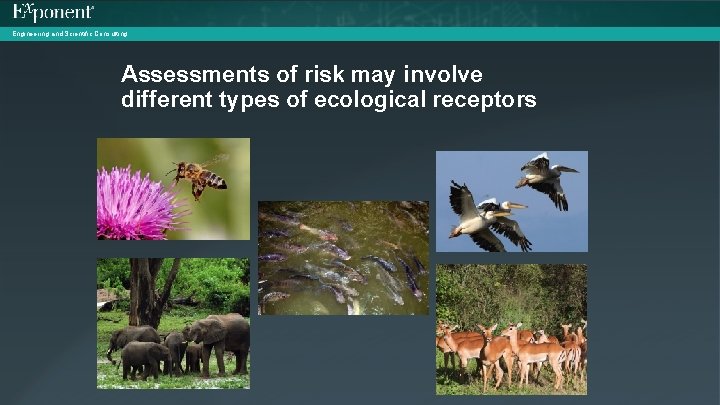 Engineering and Scientific Consulting Assessments of risk may involve different types of ecological receptors