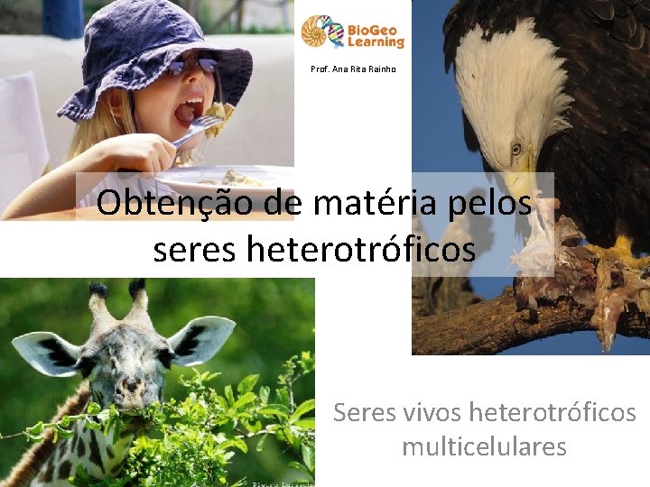 Prof. Ana Rita Rainho Obtenção de matéria pelos seres heterotróficos Seres vivos heterotróficos multicelulares