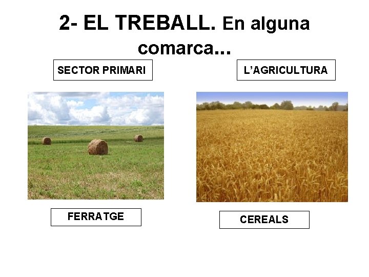 2 - EL TREBALL. En alguna comarca. . . SECTOR PRIMARI FERRATGE L’AGRICULTURA CEREALS