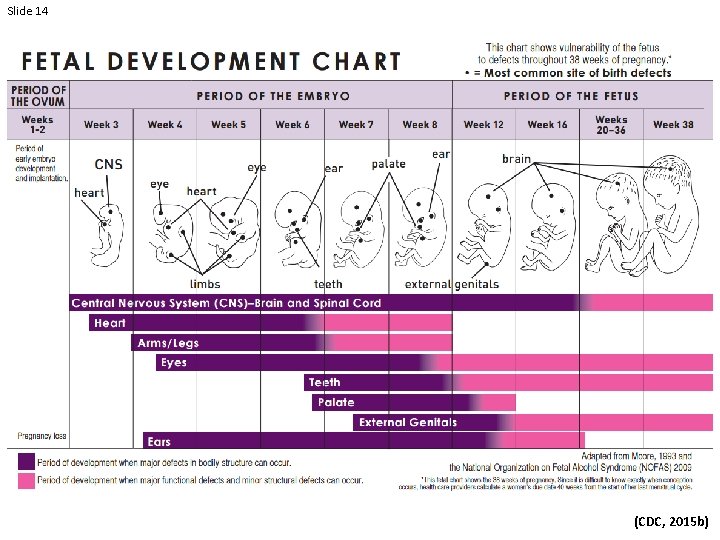 Slide 14 (Coles, 1994) (CDC, 2015 b) 