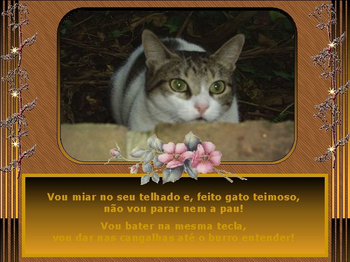 Vou miar no seu telhado e, feito gato teimoso, não vou parar nem a