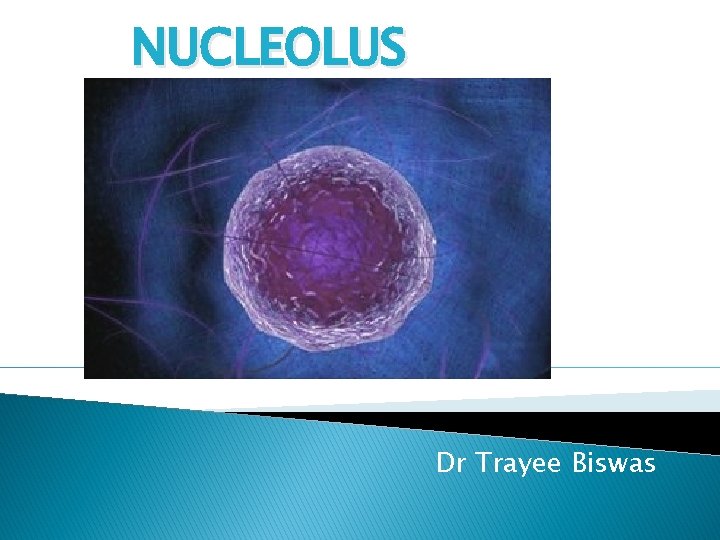 NUCLEOLUS Dr Trayee Biswas 