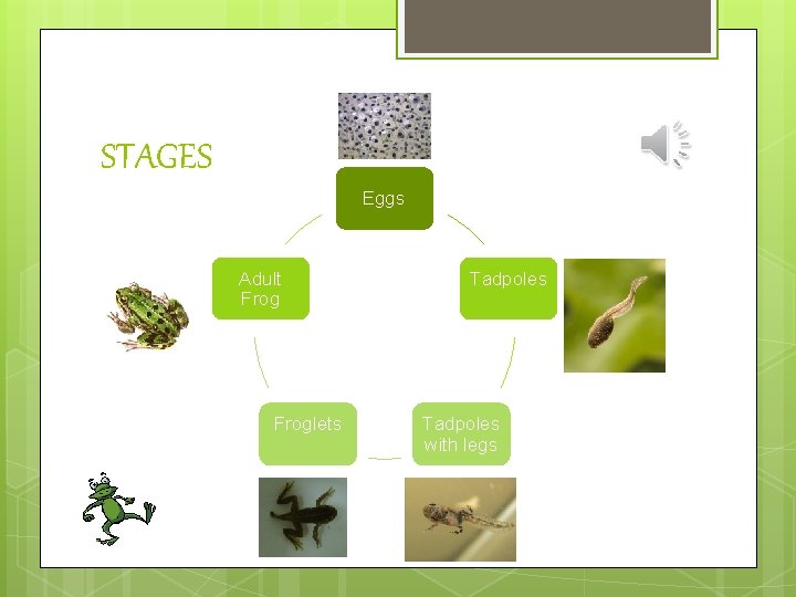STAGES Eggs Adult Froglets Tadpoles with legs 