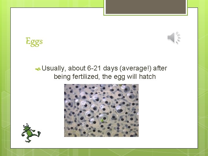 Eggs Usually, about 6 -21 days (average!) after being fertilized, the egg will hatch