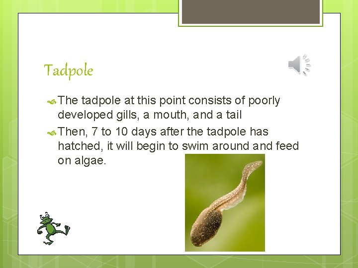 Tadpole The tadpole at this point consists of poorly developed gills, a mouth, and