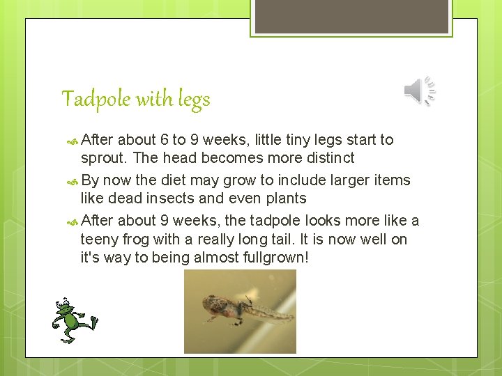 Tadpole with legs After about 6 to 9 weeks, little tiny legs start to