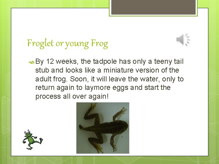 Froglet or young Frog By 12 weeks, the tadpole has only a teeny tail