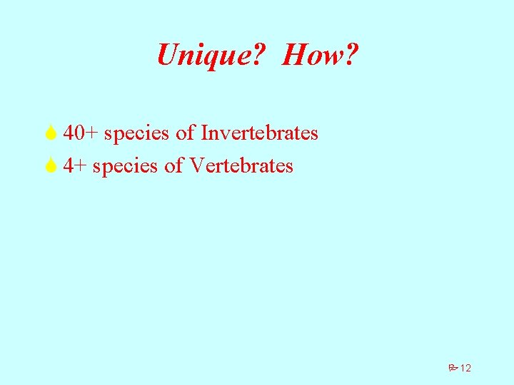 Unique? How? S 40+ species of Invertebrates S 4+ species of Vertebrates P 12