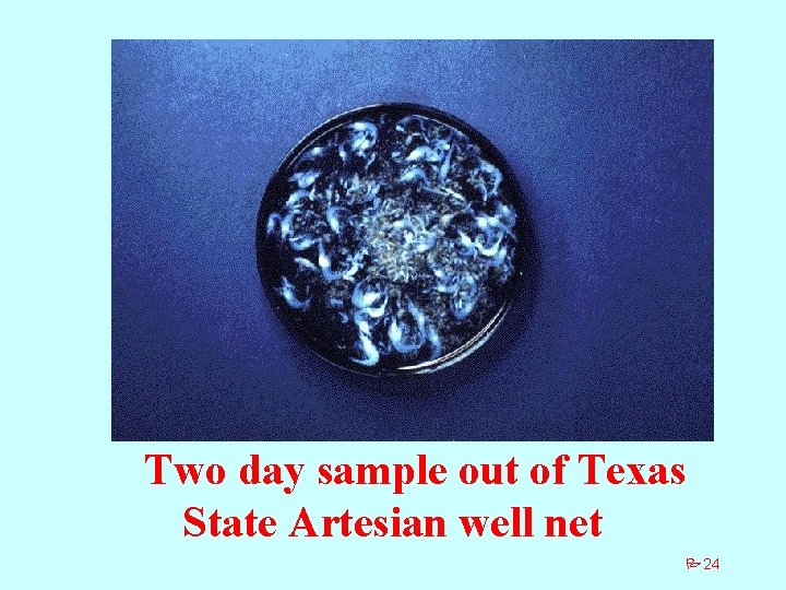 Two day sample out of Texas State Artesian well net P 24 