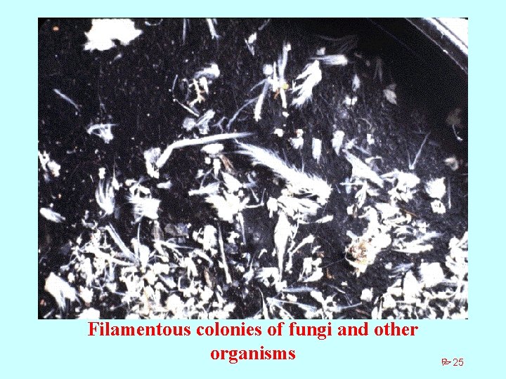 Filamentous colonies of fungi and other organisms P 25 