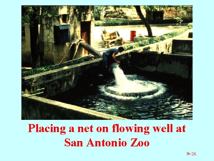 Placing a net on flowing well at San Antonio Zoo P 26 