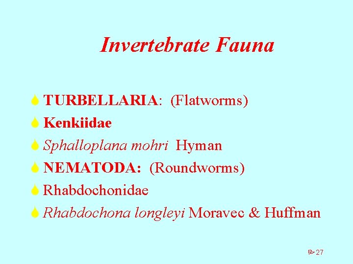 Invertebrate Fauna S TURBELLARIA: (Flatworms) S Kenkiidae S Sphalloplana mohri Hyman S NEMATODA: (Roundworms)