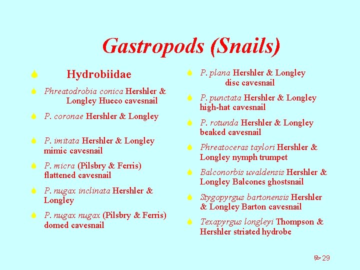 Gastropods (Snails) S Hydrobiidae S Phreatodrobia conica Hershler & Longley Hueco cavesnail S P.