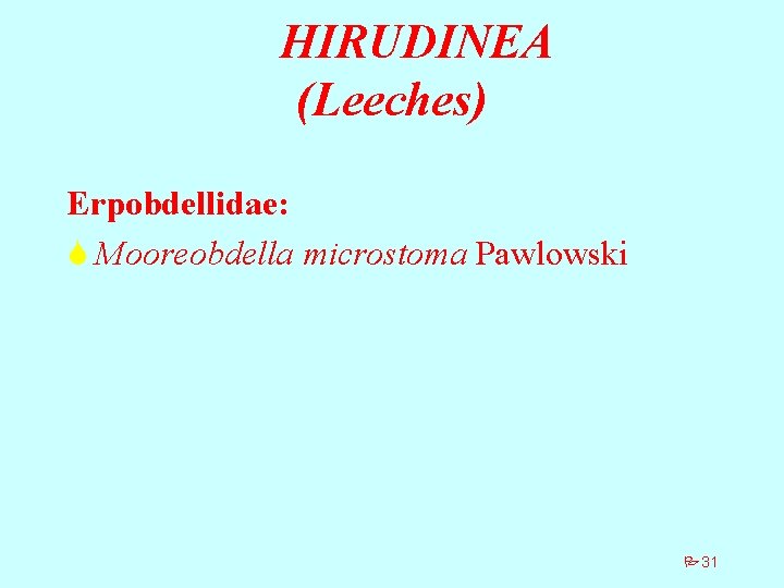 HIRUDINEA (Leeches) Erpobdellidae: S Mooreobdella microstoma Pawlowski P 31 