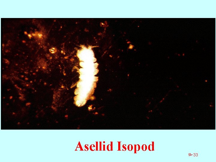 Asellid Isopod P 33 