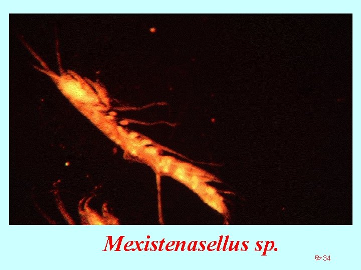 Mexistenasellus sp. P 34 