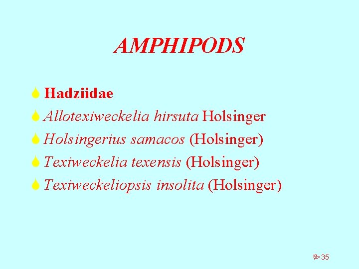 AMPHIPODS S Hadziidae S Allotexiweckelia hirsuta Holsinger S Holsingerius samacos (Holsinger) S Texiweckelia texensis