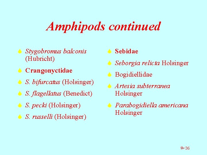 Amphipods continued S Stygobromus balconis (Hubricht) S Crangonyctidae S S. bifurcatus (Holsinger) S S.