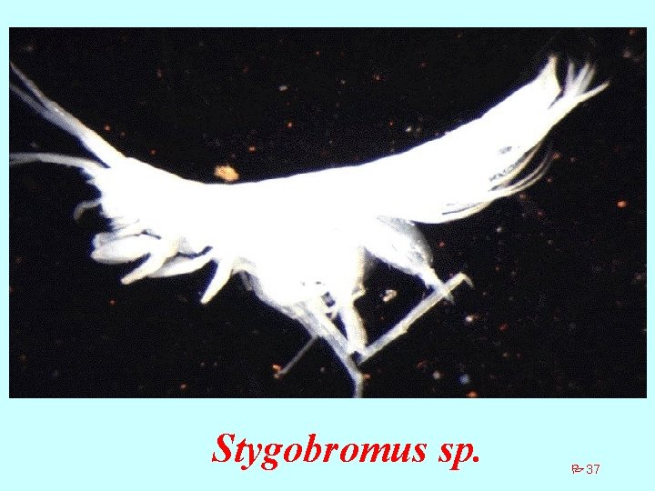 Stygobromus sp. P 37 