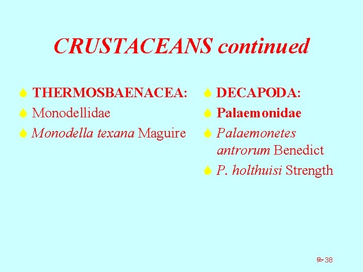 CRUSTACEANS continued S THERMOSBAENACEA: S Monodellidae S Monodella texana Maguire S DECAPODA: S Palaemonidae