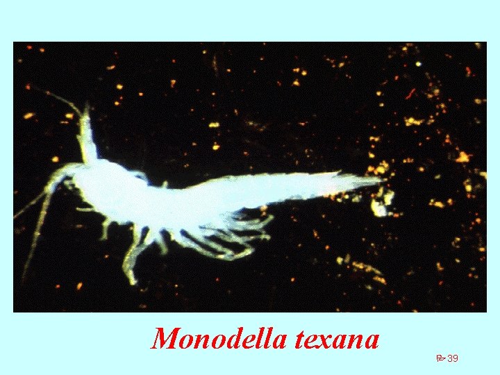 Monodella texana P 39 