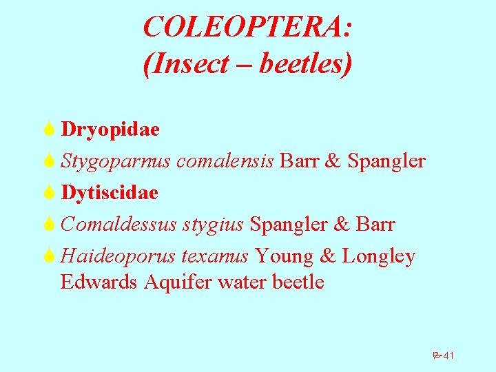 COLEOPTERA: (Insect – beetles) S Dryopidae S Stygoparnus comalensis Barr & Spangler S Dytiscidae